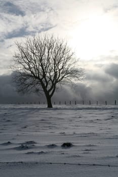 Tree on a snow-covered meadow in backlight