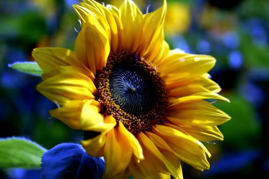 Blue Sunflower