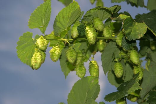 Hops 2