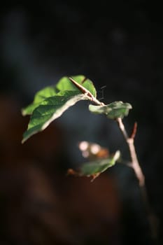 Sprout of a European beech