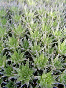 Deuterocohnia brevifolia actually belongs to the pineapple family! ..... Succulents (from Latin "succus"": sap) are sap-rich plants that are adapted to special climatic and soil conditions. The genus Deuterocohnia (Bromeliaceae)"
