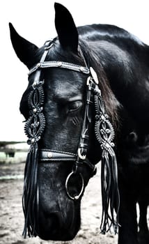 Frisian