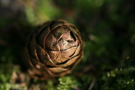 Pine cone detail photo