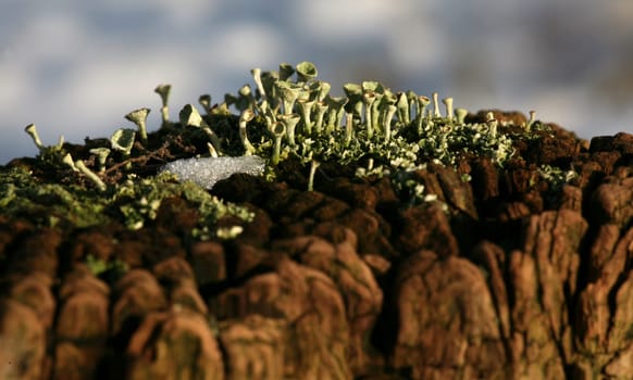 Cladonia fimbriata in winter on a fence post