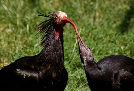 Northern Bald Ibis and Baby