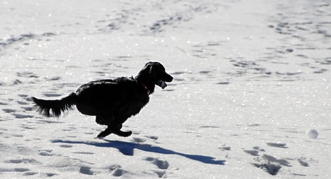Note the targeted snowball on the right in the picture and the leg posture,which is very reminiscent of Wile E. Coyote in Road Runner  -)