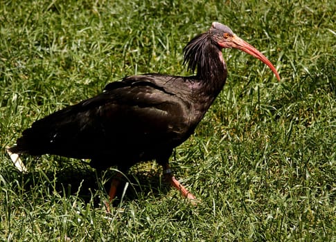 Northern Bald Ibis