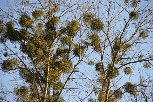 Mistletoe infestation 1