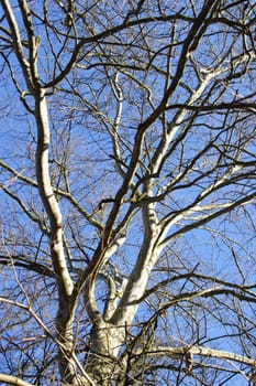 Plane tree 2