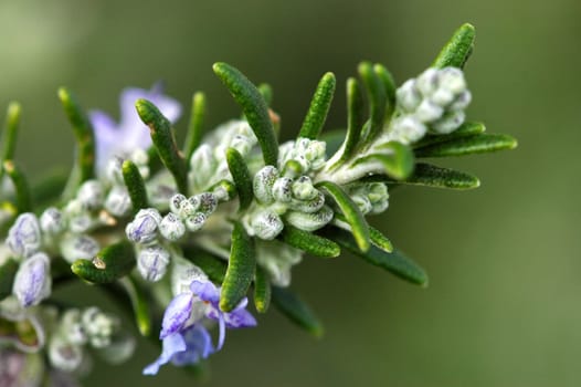 Rosemary