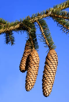 Picea is a genus of conifers in the Pinaceae family. The best-known representative in Central Europe is the Norway spruce (Picea abies),which is also mistakenly known as "Rotta"