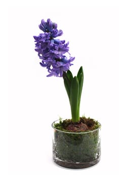 Hyacinth