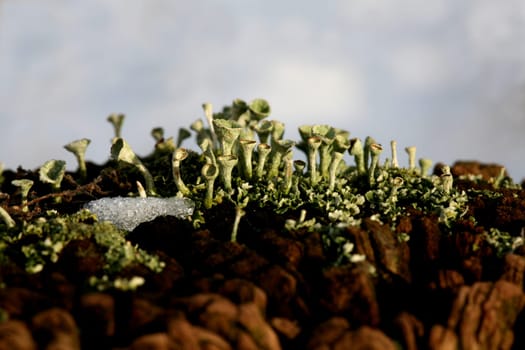Cladonia fimbriata in winter on a fence post