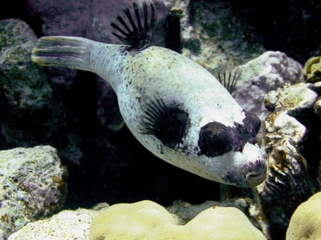 Mask puffer fish