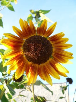 sunny