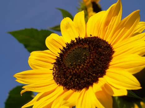 sunny