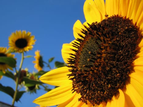 Sunny Side Up