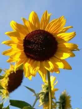 Summer flower