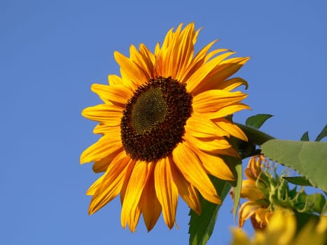 Summery beauty