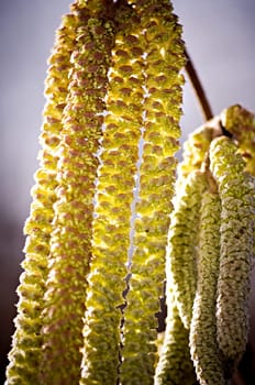 Here is also my contribution to the hazelnut blossom.