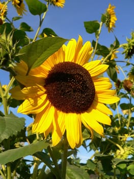 Sunflower