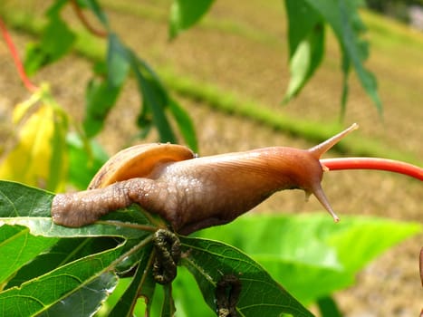 Snail in the travel field