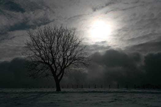 Tree on a snow-covered meadow in backlight