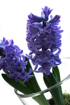 Hyacinth