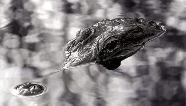 Not far from Miami is the Everglades,a huge nature reserve. This wetland,created by nature,is home to hundreds of species of fish and birds. The famous American Alligator is also at home here. All
