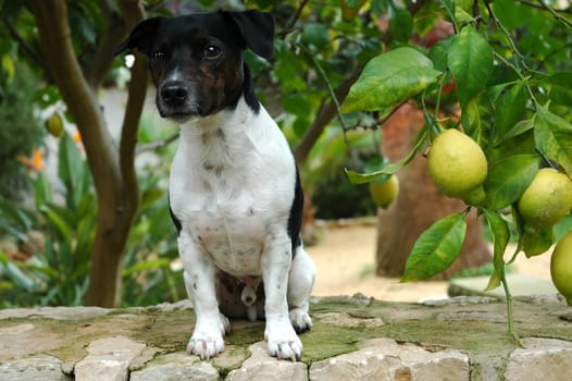 Jack-Russel