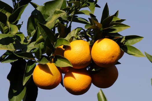 Ripe oranges