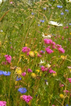 Herb meadow