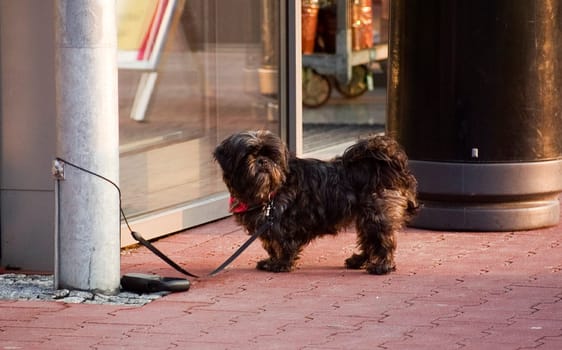 The waiting dog