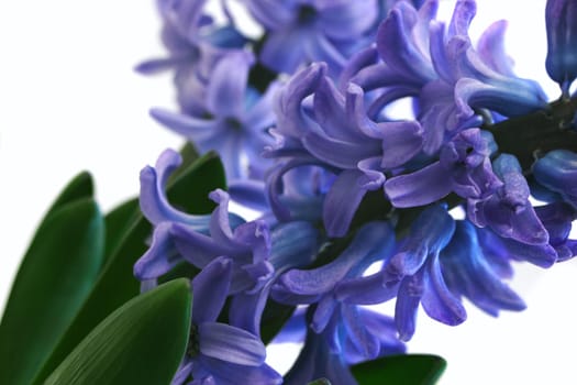 Hyacinth