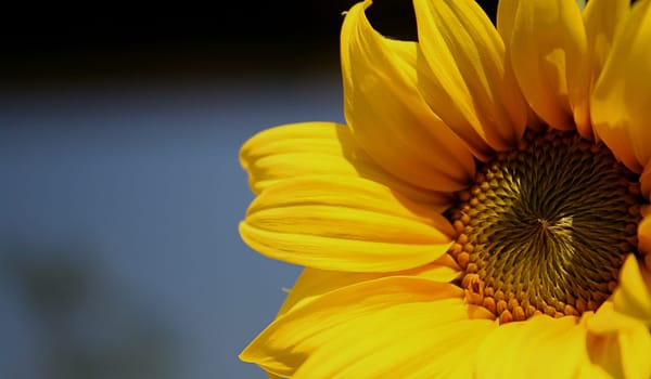 The sea of sunshine