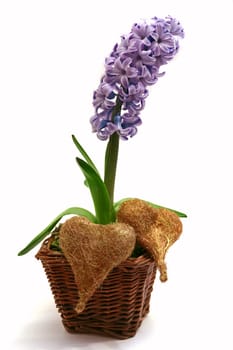 Hyacinth
