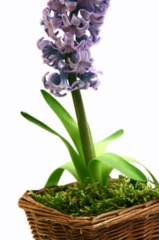 Hyacinth