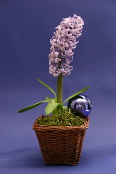 Hyacinth