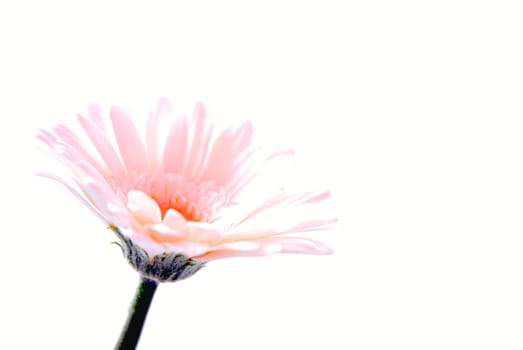 Blossoms