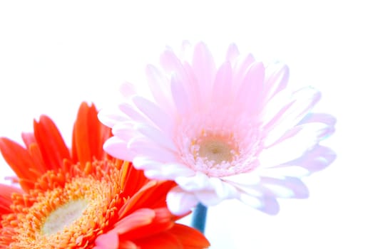 Gerbera