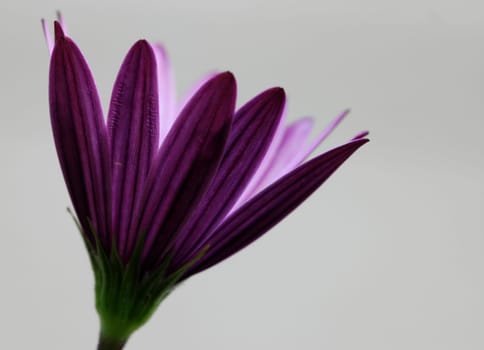 Floret