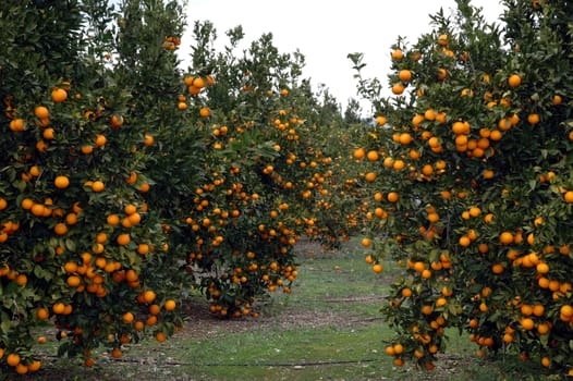 Orange plantation