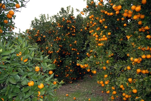 Oranges as far as the eye can see