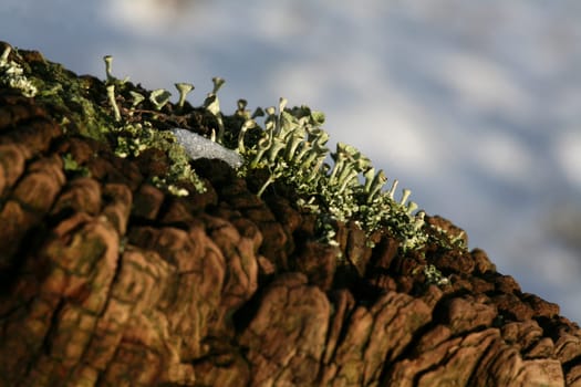 Cladonia fimbriata in winter on a fence post