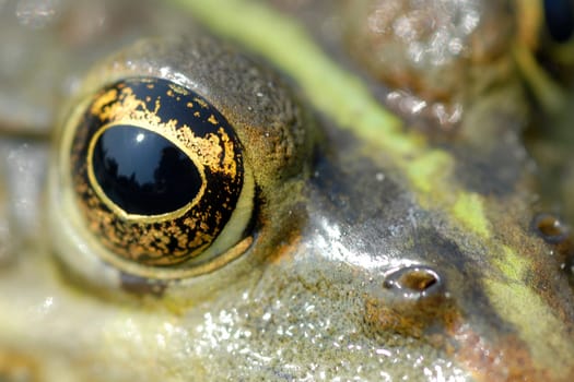 More about Frog