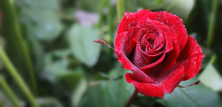 Red Rose