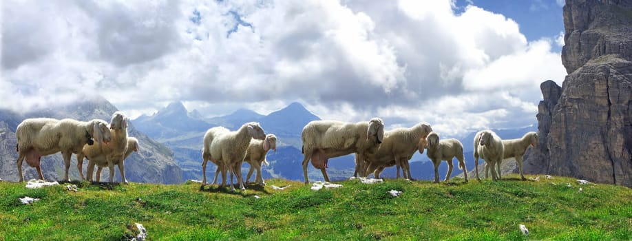 Sheep Heaven