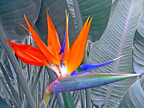 The pollination of the bizarre exotic flowers of Strelitzia reginae is carried out by nectar birds of the species Nectarinia afra. In appearance,the flower is reminiscent of an exotic bird's head,hence the German name "Bird of Paradise Flower""."
