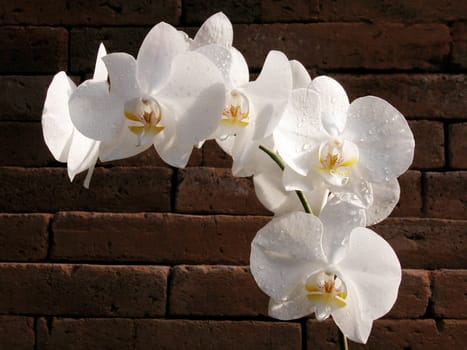 Wallflower