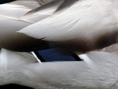 In detail